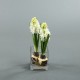 Cube M Clear - Hyacinth white 34cm