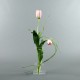 Flat M - Tulipe bud pink 70cm