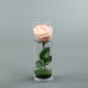 Cylindric clear tube - Rose pink 30cm