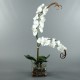 Cube L Clear - Orchid white 106cm