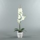 Pot en Terre Cuite blanc - Orchidée blanc