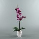 Terracotta Pot white - Orchid fushia 77cm
