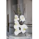 Para GM narrow - Orchid white 43cm