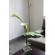 Compo Flat MM - Leaf arum - Arum 76cm (x2) 70cm