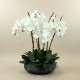 Coupe round black L - White Orchids x 8 85cm