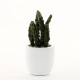 Cactus sand potted - Green 27cm