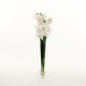 Cymbidium Orchid in glass - White 96cm