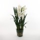 Cymbidium moss in glass - White 109cm