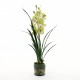 Orchidée Cymbidium dans pot en verre avec mousse 95cm - Vert