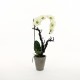 Phalaenopsis Orchid potted - Light green 74cm