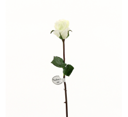 Rose Duchesse bouton tige courte 52cm - Blanc