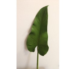 Feuille d'Arum 60cm - Vert clair