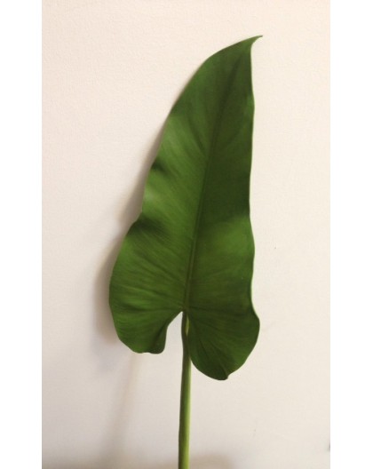 Feuille d'Arum 60cm - Vert clair