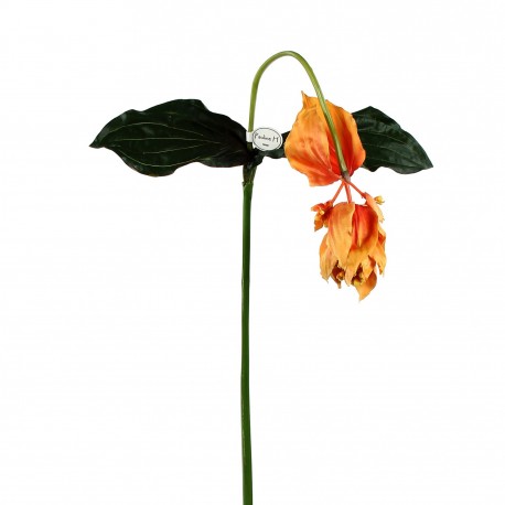 Medinilla 170cm - Orange