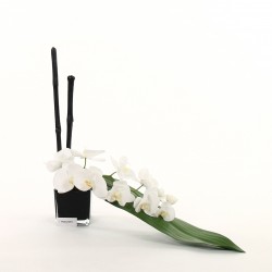 Cube black M - Orchid lying