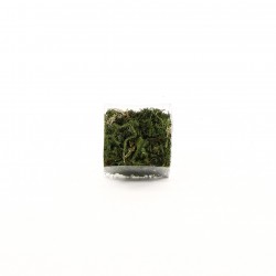 Mix Moss in box 6cm