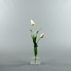 Flat Tulip 57cm