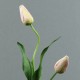 Flat S - Tulipe bouton rose