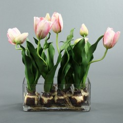 Jardinière - Bulbe. Tulipe rose