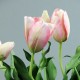 Jardinière - Bulbe, Tulipe rose