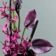 Bois Laqué Maldives noir PM - Orchidée spider fushia, Anthurium