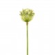 Agapanthe 91cm - Vert clair