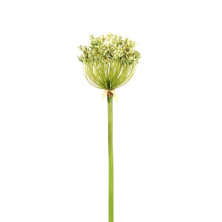 Agapanthe 91cm - Vert clair