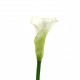 Arum 76cm - Blanc vert