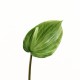 Anthurium 89cm - Vert clair