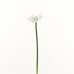 Lys Amazon 75cm - Blanc