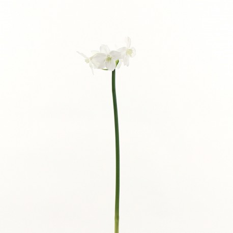 Lys Amazon 75cm - Blanc