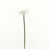 Lys Amazon 75cm - Blanc