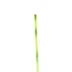 Bambou 147cm - Vert