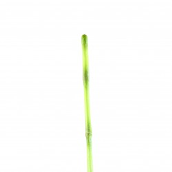 Bamboo stick 147cm