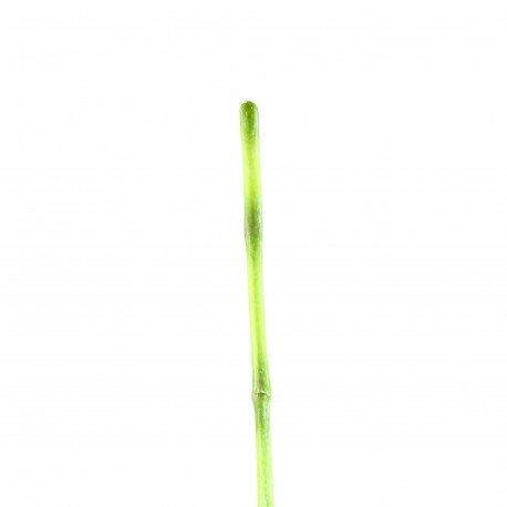 Bambou 147cm - Vert