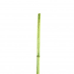 Bambou 140cm - Vert