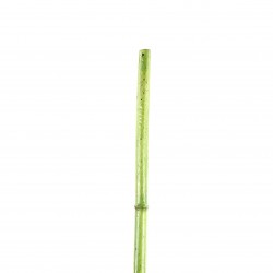 Bamboo stem 140cm