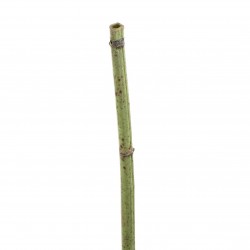 Bambou 99cm - Vert