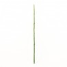 Bambou 129,5cm - Vert