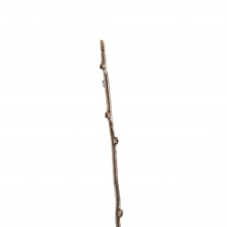 Branches 110,5cm - Marron