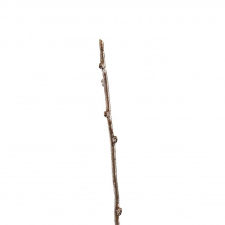 Branches 110,5cm - Marron