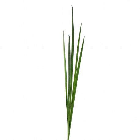 Herbes en fagot 104cm - Vert