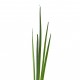 Herbes en fagot 104cm - Vert