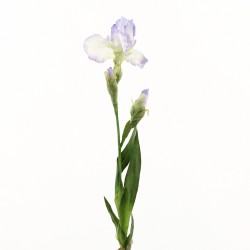 Iris Barbus 80cm - Blanc Lavande