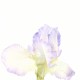Iris Barbus 80cm - Blanc Lavande