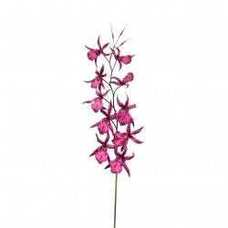 Spider Orchid 116cm