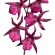 Orchidée Araignée 116 cm - Fushia