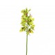 Orchidée Cymbidium 99cm - Vert