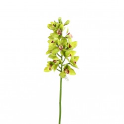 Orchidée Cymbidium 99cm - Vert