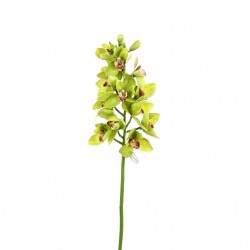 Cymbidium orchid 99cm